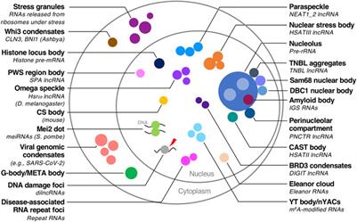 Micellization: A new principle in the formation of biomolecular condensates